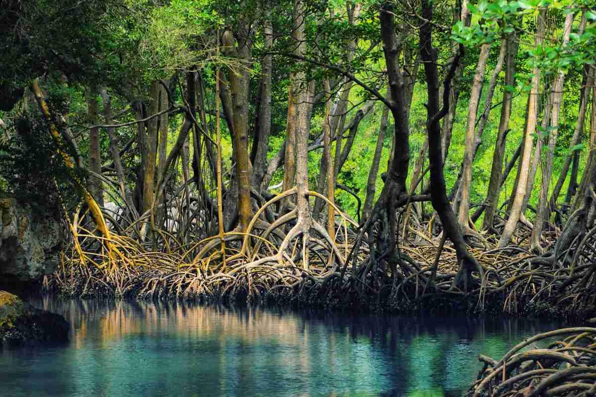 Perché le Mangrovie di Oceancy